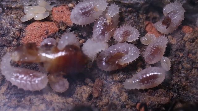 Odontoponera denticulata - founding colony under one minute смотреть онлайн