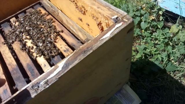 Обєднання Нуклеуса з Корпусними Вуликами! смотреть онлайн