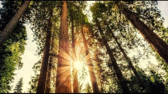 И  Бунин  Детство #стихиолете #поэтысеребряноговека