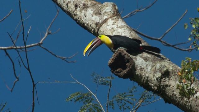 The World Of Cock Of The Rock in amazon in 4K ULTRA HD Relaxing birds voices with nature, Healing смотреть онлайн