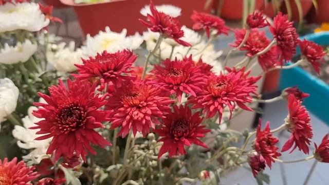 All About Chrysanthemums - Care of Guldaudi / Chrysanthemum || Fun Gardening смотреть онлайн