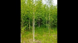 В  Жуковский  Приход весны  #стихиовесне #поэты19века