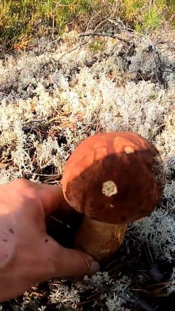 Прямо сейчас найти такие грибы не ожидал. Белые грибы боровики Карелия. смотреть онлайн