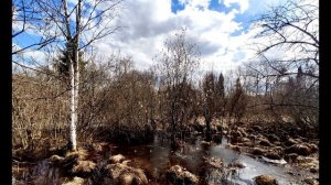 А  Ахматова  О тебе вспоминаю я редко #стихиолюбви #поэтысеребряноговека