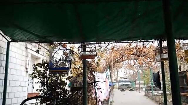 Щегол во время шума смотреть онлайн