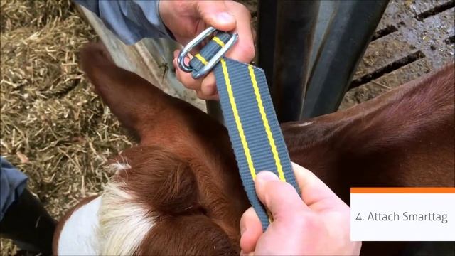 Attaching Nedap Smarttag Neck смотреть онлайн