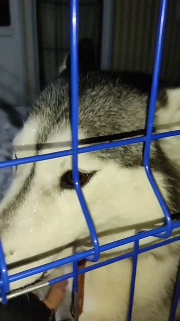 Хаски сбежали 🐕🤔