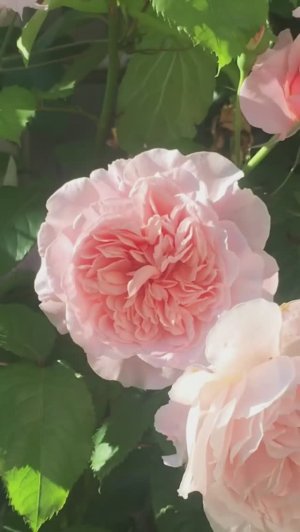 Rose de Tolbiac ®. Май 2023г