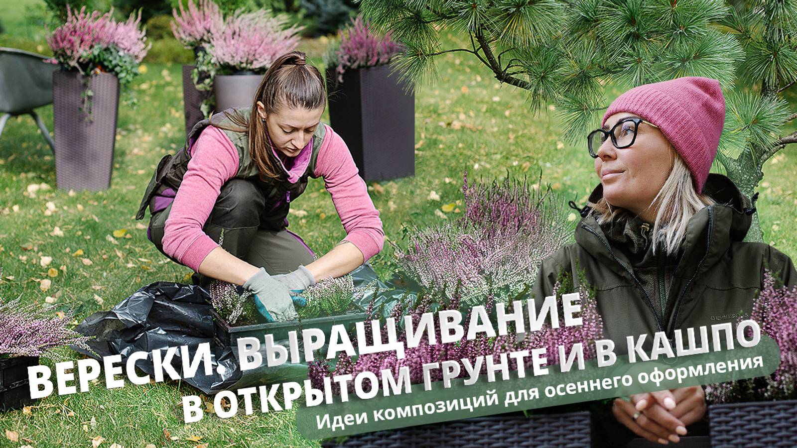 Верески. Выращивание в открытом грунте и в кашпо. Идеи композиций для осеннего оформления.