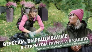 Верески. Выращивание в открытом грунте и в кашпо. Идеи композиций для осеннего оформления.