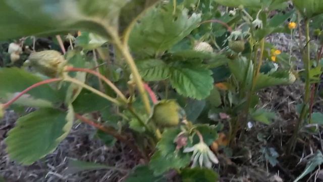 Отличный урожай клубники смотреть онлайн