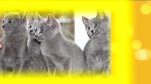 Cамые дорогие породы кошек 03