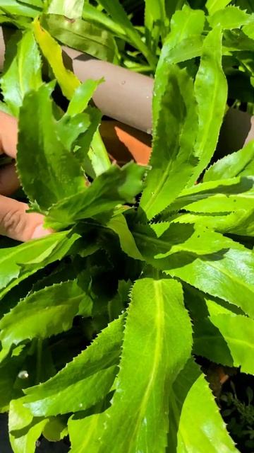 What do you call the Best Herb Ever ? #culantro смотреть онлайн