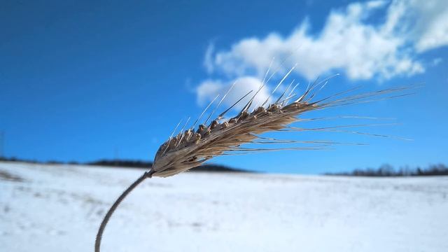 Б Пастернак  Во всём мне хочется дойти до самой сути #философскаялирика  #поэтыCеребряноговека