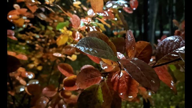 А Вознесенский  Сага Ты меня на рассвете разбудишь #стихиолюбви  #поэты20века