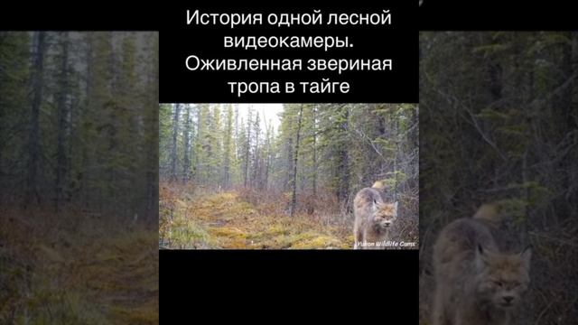 #животные #тайга #тропа #видеокамера