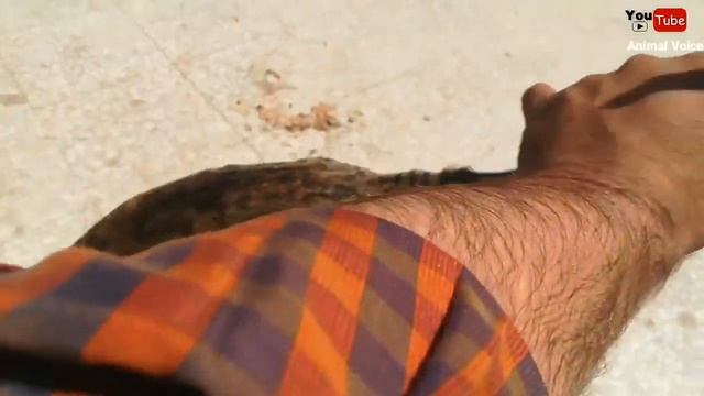 Billi Ki Awaaz | Female Street Cat Food | Cat Voice Sound смотреть онлайн