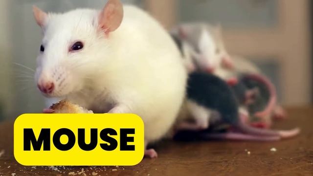 Learn 50 Animals Names and Sounds: Hen, Tiger, Cat, Elephant, Horse, Bird, Fish, Giraffe, Cow смотреть онлайн