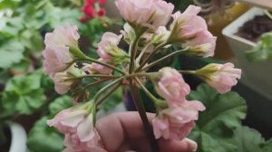 Пеларгония ЮВ Звезда Водолея Обзор