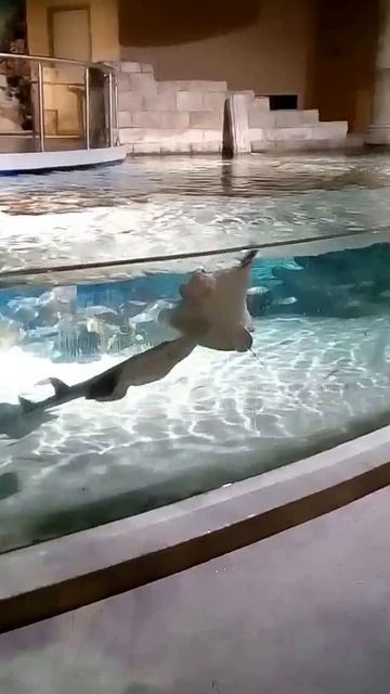 Стамбульский аквариум - бассейн Посейдона смотреть онлайн