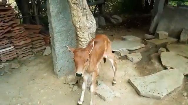 Ongole 10 Days Old Female Calf смотреть онлайн