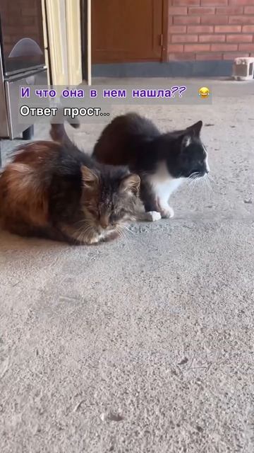 Да что мы знаем об отношениях 😂 красивая кошечка и страшный кот #психология #отношения #коты