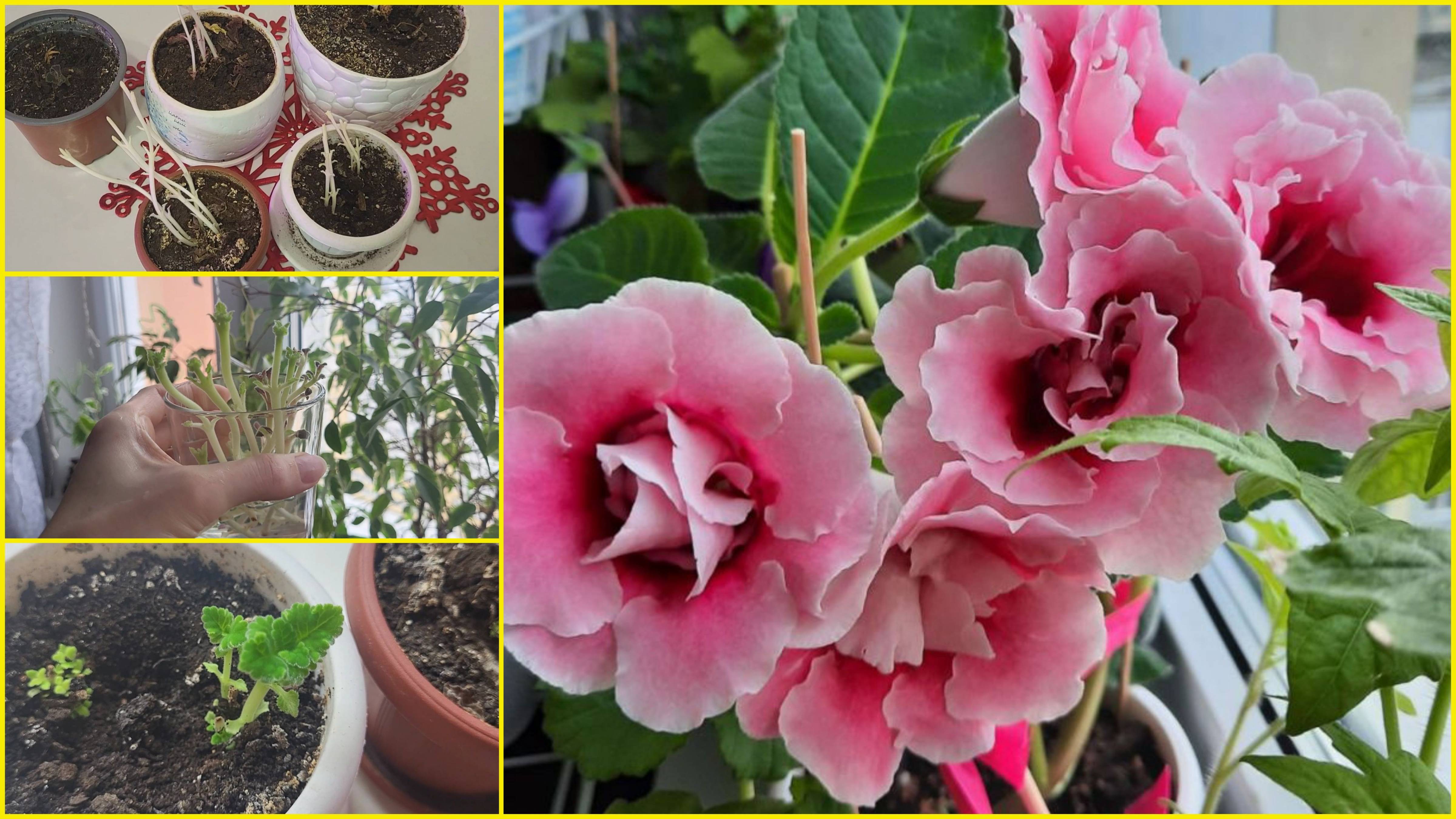 ГЛОКСИНИИ вытянулись?Научу как исправить! Показываю РЕЗУЛЬТАТ! РАЗМНОЖЕНИИ ГЛОКСИНИИ смотреть онлайн