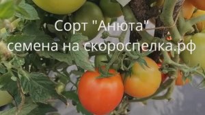 "Анюта" урожайный скороспелый сорт томата Российской селекции Семена у нас