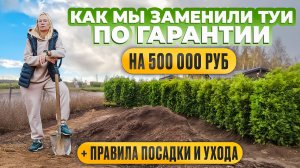 Как мы заменили туи по гарантии. Правила посадки и ухода