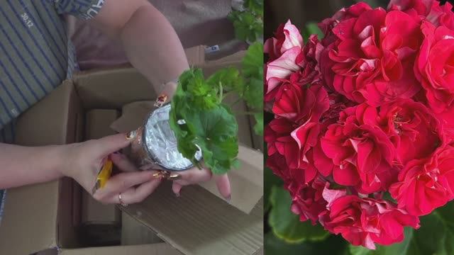 Распаковка посылки от канала Пеларгонии и Ко Обзор черенков пеларгонии от Людмилы Исмагиловой