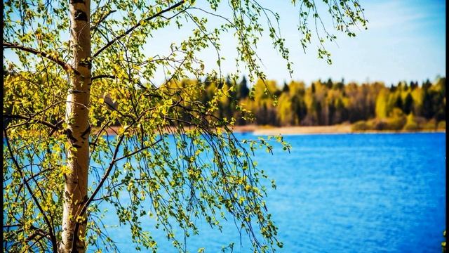 И  Бунин  Северная берёза #стихиоприроде #поэтысеребряноговека