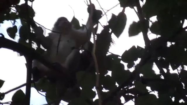 So Sad! Sumara monkey Crying Cos Her Baby Amara Kidnapped by Amari, Amari monkey, Thaineathmonkey 7 смотреть онлайн
