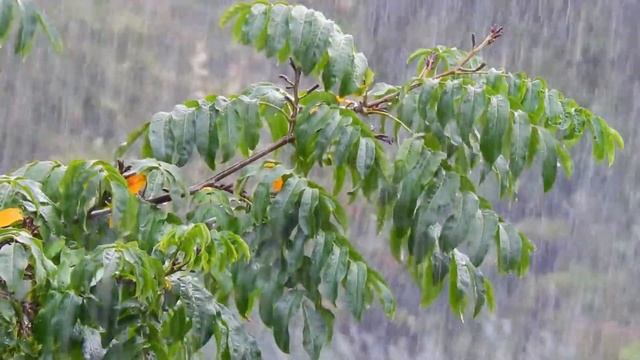 Heavy Rain Deep In The FOREST Sleep Study Relaxation☂
