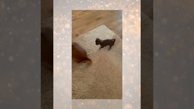 Мася и Люся смотреть онлайн