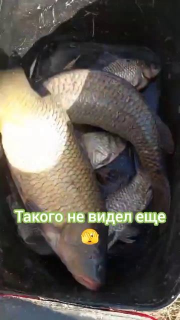 Смотри, что поймали🤣 смотреть онлайн