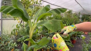 Как размножить Банан карликовый Кавендиш. Отделение отростков (деток).