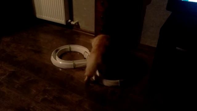 Слепой кот играется. Blind cat playing. смотреть онлайн