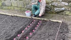 Посадка лука на семена. Выращивание семян ялтинского лука.  Как вырастить семена чернушки.
