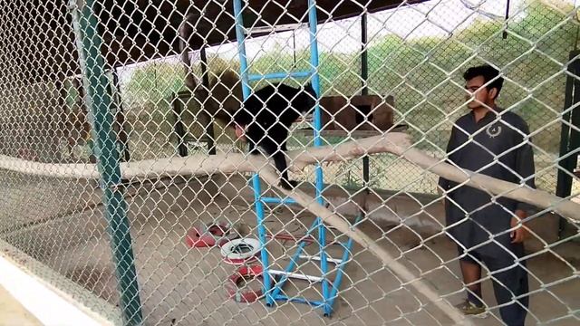 MONKEY K CAGE ME NEW CHEEZEIN/ MANGABEY MONKEY смотреть онлайн
