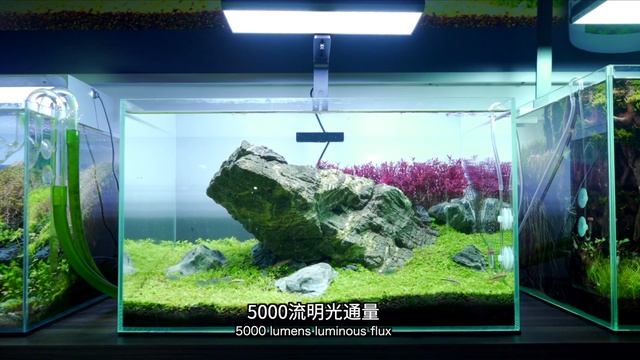 Chihiros Vivid II VS Chihiros Vivid Mini水草灯怎么选？EP93