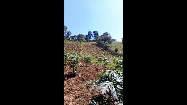 Moredocofe avocado смотреть онлайн