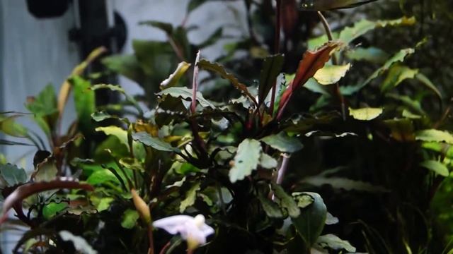 Bucownia- akwarium z bucephalandrami // Bucephalandra tank смотреть онлайн
