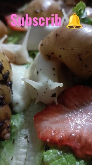 how to the animals eat#shorts #snail #farming смотреть онлайн