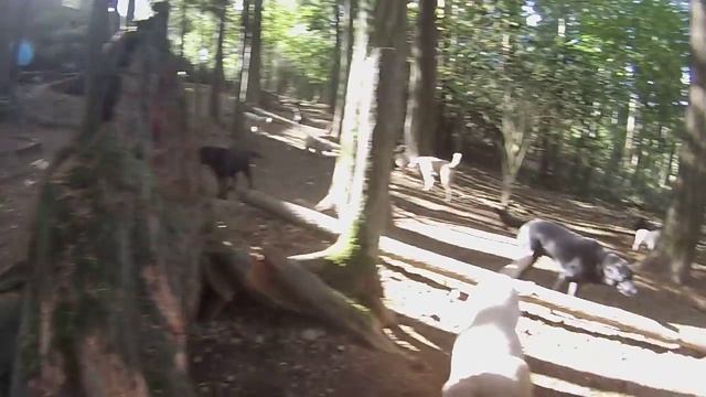 Animal Magnetizm Dog Daycare 10/19/15 A смотреть онлайн