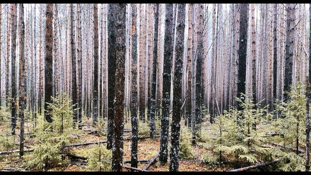 А  Твардовский 2  На привале  Василий Тёркин  #стихиовойне #поэты20века