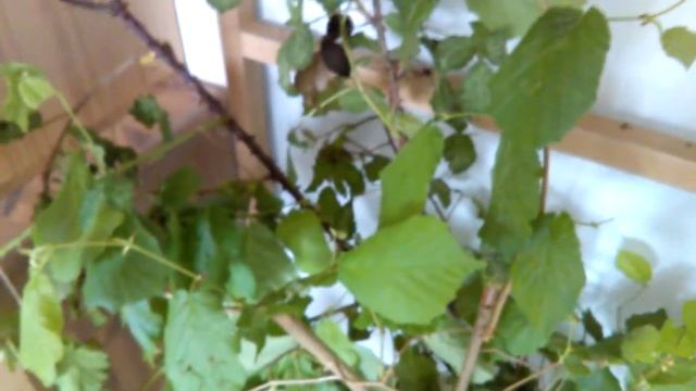 Fiche d'élevage Extatosoma tiaratum смотреть онлайн