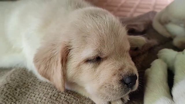 My baby's silent sleeping💤🤫||Labrador puppies I enjoy and happy смотреть онлайн