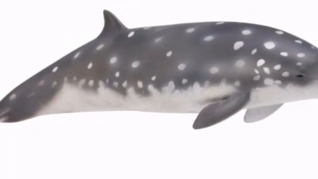 Morsa Collecta
