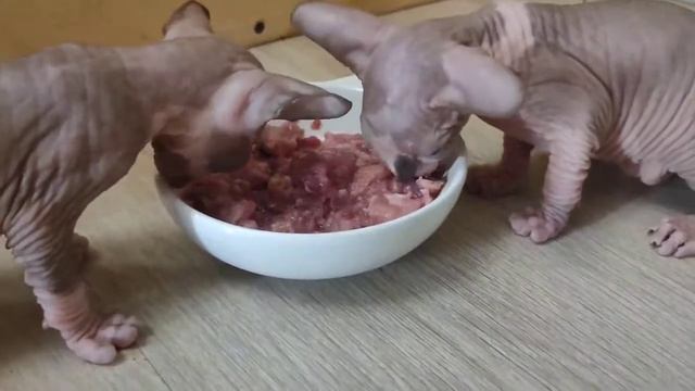 Котята первый раз пробуют мясо) смотреть онлайн