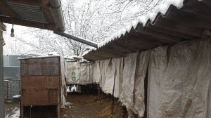 Опять снег, нам радостно, а НУТРИЯМ - не очень. 16.01.25